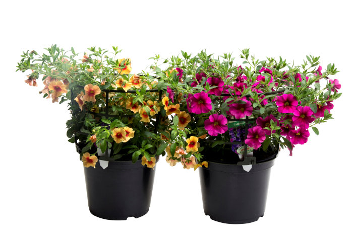 Sommerblomster mix 21 cm potte